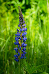 Blooming lupinus field with purple and blue flowers.