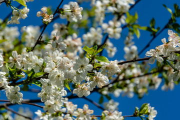 White cherry flowers blossom against the background of blue sky. A lot of white flowers in spring garden. Selective focus