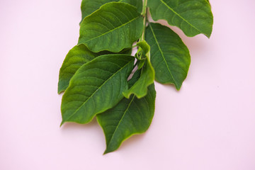 Fototapeta premium Juicy bright saturated greenery on a pink background. The large leaves of the flower.