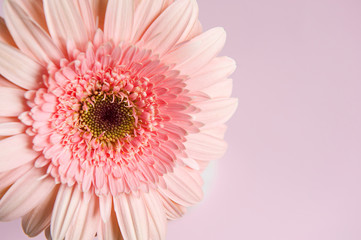 Pink light Gerbera flower on the pink light background