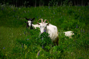 A herd of sheep grazing in a meadow, eating grass and plants.