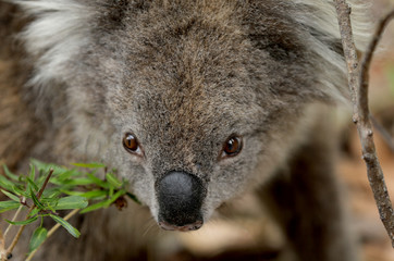 Fototapeta premium Freilebender Koala in Australien