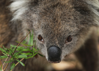 Obraz premium Freilebender Koala in Australien