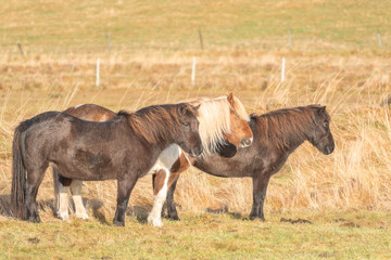 Three horse standing in grass meadow.