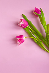 Pink tulip flowers on the pink background
