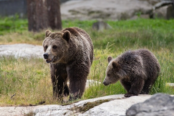 Fototapeta premium Cute family of brown bear mother bear and its baby cub playing in the grass. Ursus arctos beringianus. Kamchatka bear.