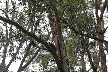 Freilebender Koala in Australien