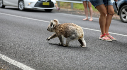 Freilebender Koala in Australien