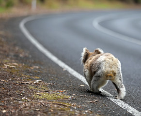 Freilebender Koala in Australien