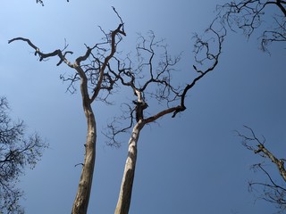 tree branches against blue sky