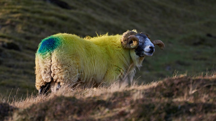 The king of Quiraing