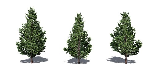 Set of Christmas Scotch Pine trees with shadow on the floor - isolated on a white background