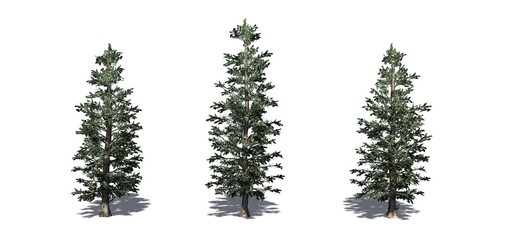 Set of Colorado Blue Spruce trees with shadow on the floor - isolated on a white background