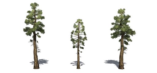 Obraz premium Set of Douglas Fir trees with shadow on the floor - isolated on a white background