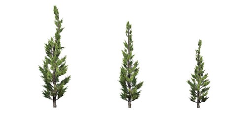 Set of Hollywood Juniper trees - isolated on a white background