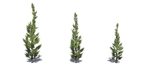Set of Hollywood Juniper trees with shadow on the floor - isolated on a white background