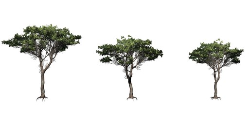 Set of Italian Stone Pine trees - isolated on a white background