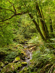 Rain Forest Waterfall