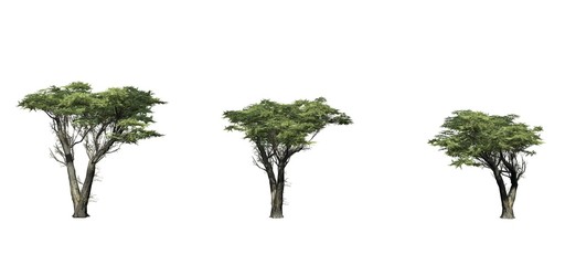 Set of Monterey Cypress trees - isolated on a white background © sabida