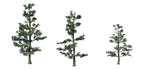 Set of White Fir trees - isolated on a white background