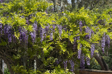 Cascade of bright blue and purple wisteria flowers
