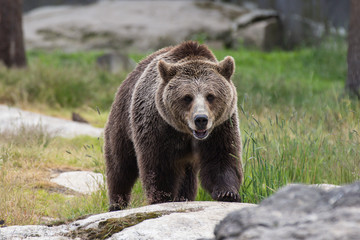 Obraz na płótnie Canvas Closeup portrait of huge adult brown bear looking at you. Ursus arctos beringianus. Kamchatka bear.