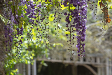 Cascade of bright blue and purple wisteria flowers