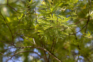 Fresh new acacia tree leaves
