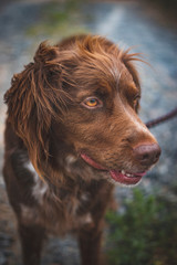 Brown hunting dog with a field background.