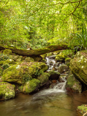 Obraz na płótnie Canvas Rain Forest Waterfall