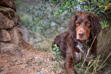 Brown hunting dog of the munsterlander breed small.