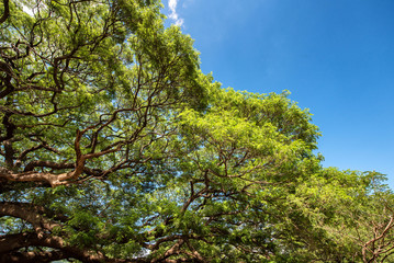Fototapeta premium Tree blue sky, tree top against blue sky on a sunny day.