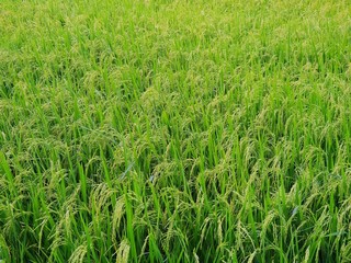 Green cornfield as a background, Idea agriculture, Ecological concept
