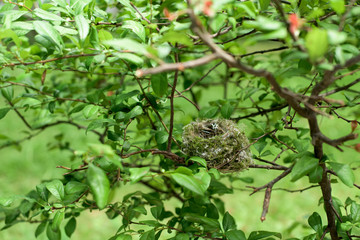 Nest in a bush