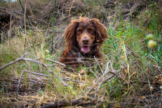 Brown hunting dog of the munsterlander breed small.