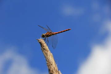 棒の先端にとまっているトンボ(宮城県) © misumaru51shingo