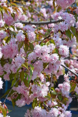 Beautiful bright pink flowers of the almond tree, pink sakura, decorative almond tree with a luxurious view of buds.