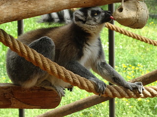 lemur on tree