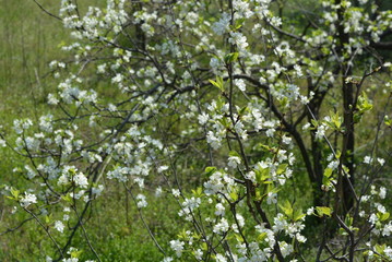 Fototapeta na wymiar Spring flowers and trees, flowering cherry trees, a lot of white flowers on the branches and tree trunks in the spring sun