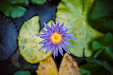 A beautiful water lily or lotus flower in pond. 