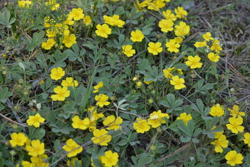 Small field, forest perennial flowers with small yellow buds that are studded with green grass.