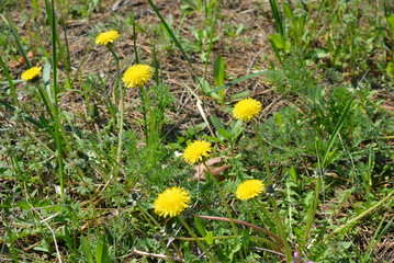 Spring early yellow fragrant flowers, dandelions and dandelion bushes among the green grass in the...