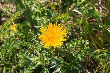 Yellow dandelion flower head in grass