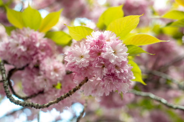 Hanami - Cherry Blossom