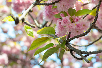 Hanami - Cherry Blossom