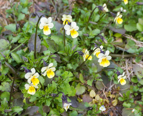 group of yellow Viola arvensis flower. Field pansy blooming in the spring. Shallow depth of field,...