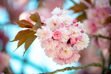Hanami - Cherry Blossom