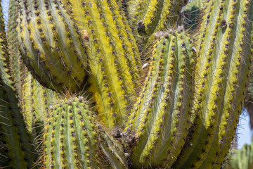 Thorny cactus with spikes and little fruits