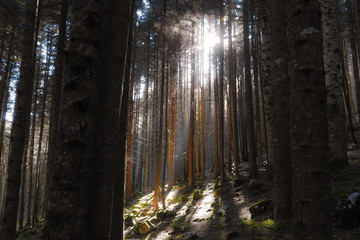 Foresta di Conifere con raggi di Sole in controluce tra gli alberi