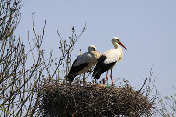 Two storks in a nest on a tree